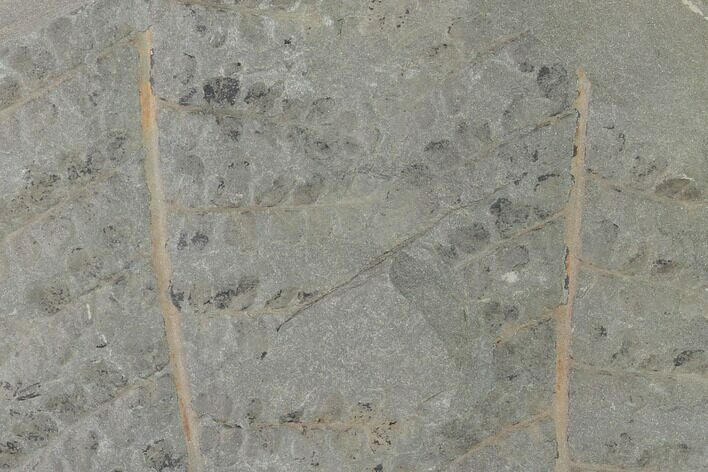 Pennsylvanian Fossil Fern (Sphenopteris) Plate - Kentucky #158676